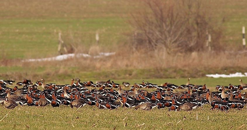 Red-breasted geese foraging on the ground.